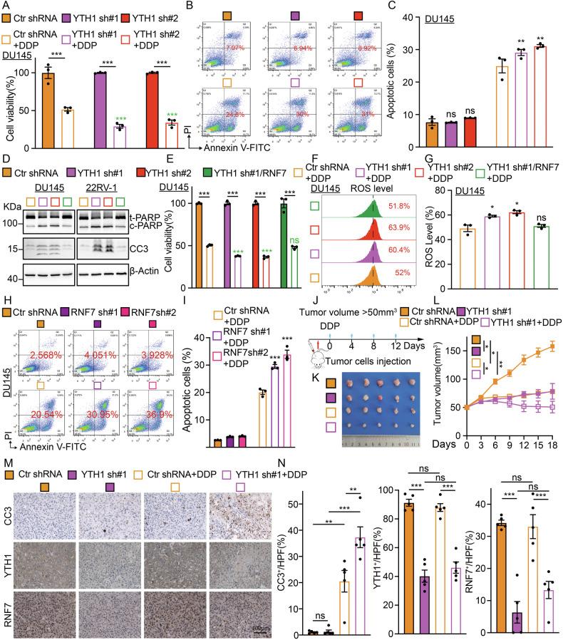 https://cdn.ncbi.nlm.nih.gov/pmc/blobs/02c4/12008233/dde8ef4527f7/41419_2025_7648_Fig5_HTML.jpg