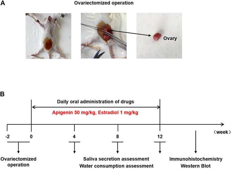 https://cdn.ncbi.nlm.nih.gov/pmc/blobs/02c6/8899471/13e21684c7af/fphar-13-818116-g005.jpg