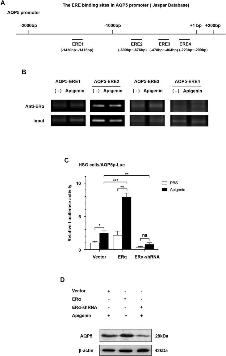 https://cdn.ncbi.nlm.nih.gov/pmc/blobs/02c6/8899471/dcd8fd9817c5/fphar-13-818116-g003.jpg