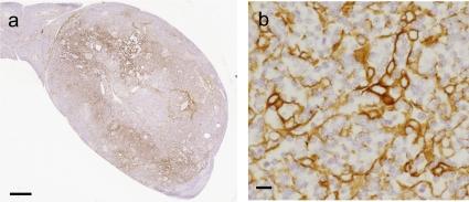 https://cdn.ncbi.nlm.nih.gov/pmc/blobs/02c7/3320155/12764d76dfa6/tox-25-037-g004.jpg