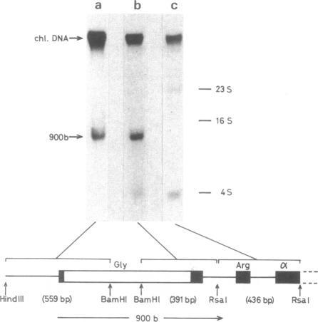 https://cdn.ncbi.nlm.nih.gov/pmc/blobs/02c7/344685/6b7663d4e147/pnas00603-0127-a.jpg