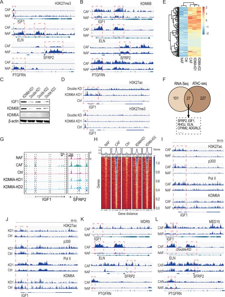 https://cdn.ncbi.nlm.nih.gov/pmc/blobs/02c8/12259948/6e8900852dd4/41419_2025_7818_Fig4_HTML.jpg
