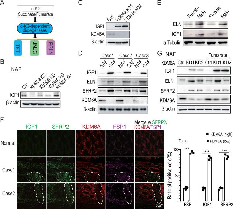 https://cdn.ncbi.nlm.nih.gov/pmc/blobs/02c8/12259948/a8d004f75127/41419_2025_7818_Fig3_HTML.jpg
