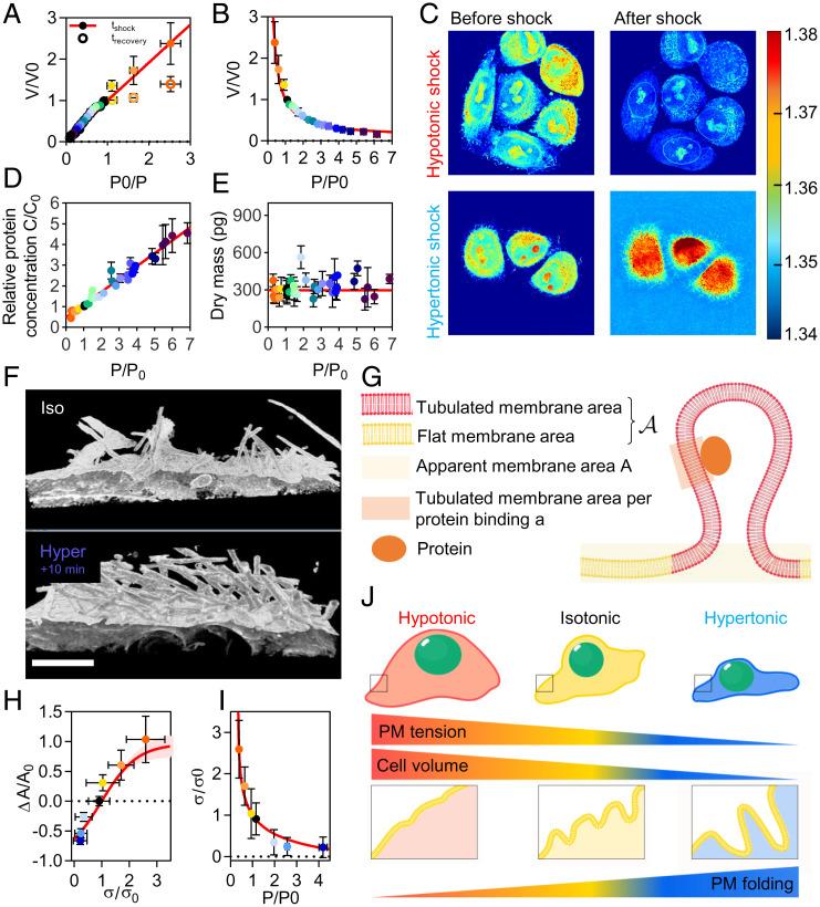 https://cdn.ncbi.nlm.nih.gov/pmc/blobs/02ca/8617515/b280454fec08/pnas.202103228fig02.jpg