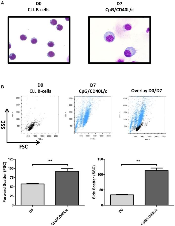 https://cdn.ncbi.nlm.nih.gov/pmc/blobs/02ce/4058906/f6367dd080f8/fimmu-05-00292-g003.jpg