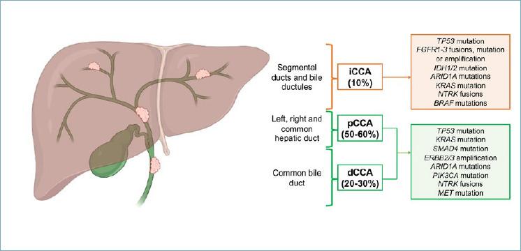 https://cdn.ncbi.nlm.nih.gov/pmc/blobs/02d1/10462997/ab9de31d004f/pathol-2023-02-71-g001.jpg