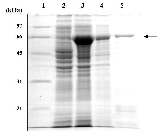https://cdn.ncbi.nlm.nih.gov/pmc/blobs/02d5/1781453/796e5a7a3678/1471-2229-6-33-5.jpg