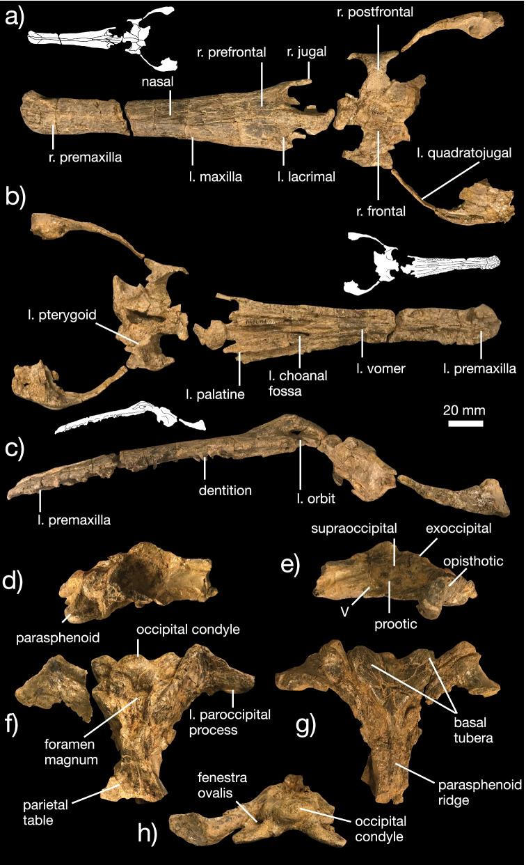 https://cdn.ncbi.nlm.nih.gov/pmc/blobs/02d9/8935759/04105314138f/12862_2022_1985_Fig8_HTML.jpg