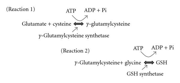 https://cdn.ncbi.nlm.nih.gov/pmc/blobs/02db/3372226/918843bd1292/OXIMED2012-756132.003.jpg