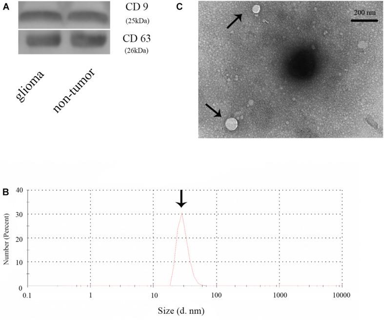 https://cdn.ncbi.nlm.nih.gov/pmc/blobs/02db/8204016/3ad7b16a22d7/fcell-09-671202-g001.jpg