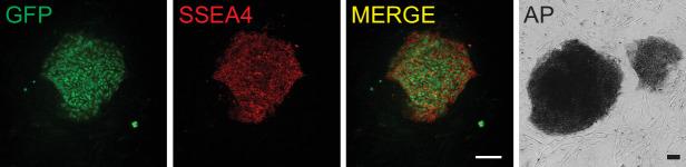 https://cdn.ncbi.nlm.nih.gov/pmc/blobs/02de/9584603/2b58b16f5f7b/elife-79208-fig2-figsupp1.jpg