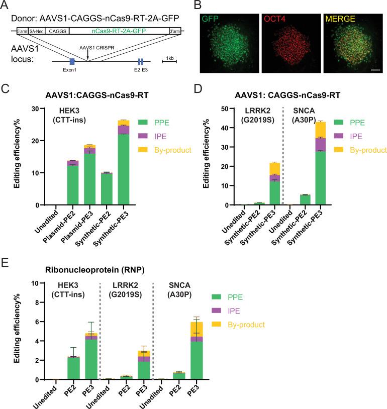 https://cdn.ncbi.nlm.nih.gov/pmc/blobs/02de/9584603/d80e0eecaf69/elife-79208-fig2.jpg