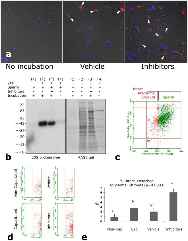 https://cdn.ncbi.nlm.nih.gov/pmc/blobs/02df/3044170/38debfaf51e8/pone.0017256.g002.jpg