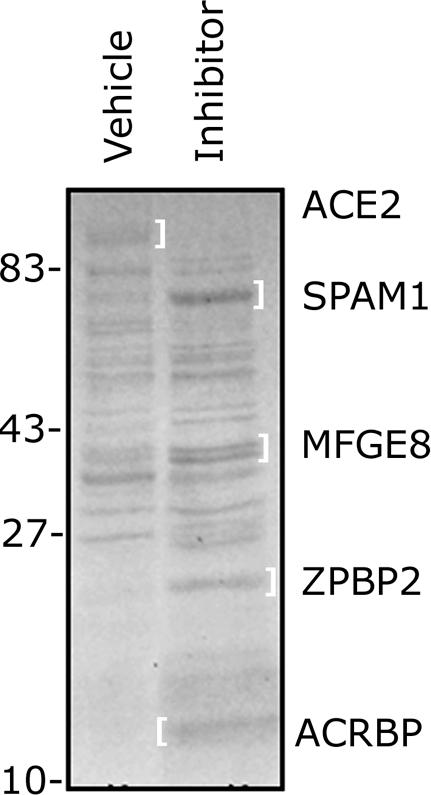 https://cdn.ncbi.nlm.nih.gov/pmc/blobs/02df/3044170/a4134c2d8047/pone.0017256.g007.jpg