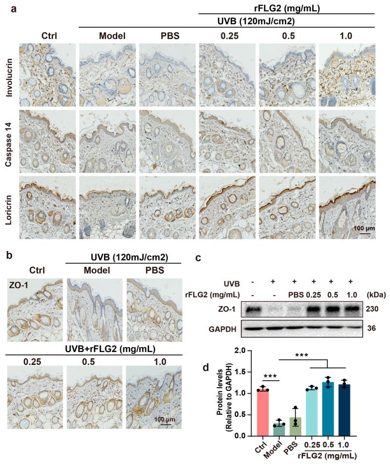 https://cdn.ncbi.nlm.nih.gov/pmc/blobs/02e2/11351670/e1d67ac007ff/antioxidants-13-01002-g006.jpg