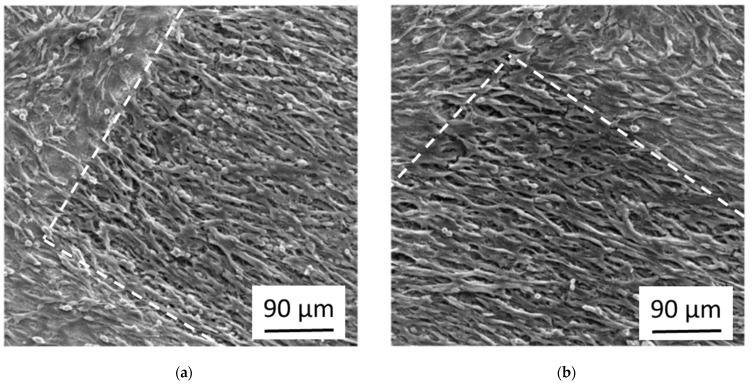https://cdn.ncbi.nlm.nih.gov/pmc/blobs/02e6/8160909/165f2e5b6bdc/nanomaterials-11-01342-g004.jpg