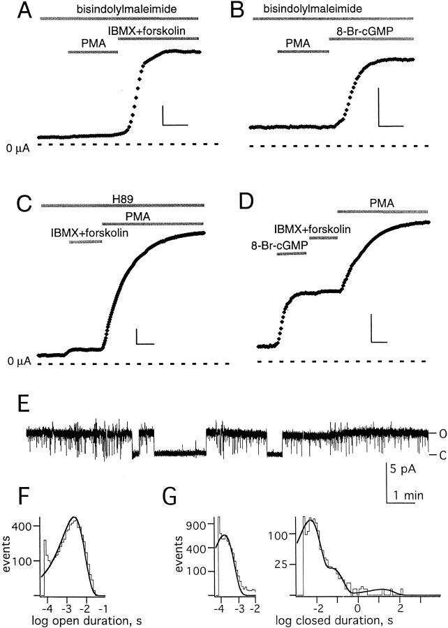 https://cdn.ncbi.nlm.nih.gov/pmc/blobs/02e7/2229483/0e71e23971cb/JGP8246.f7.jpg