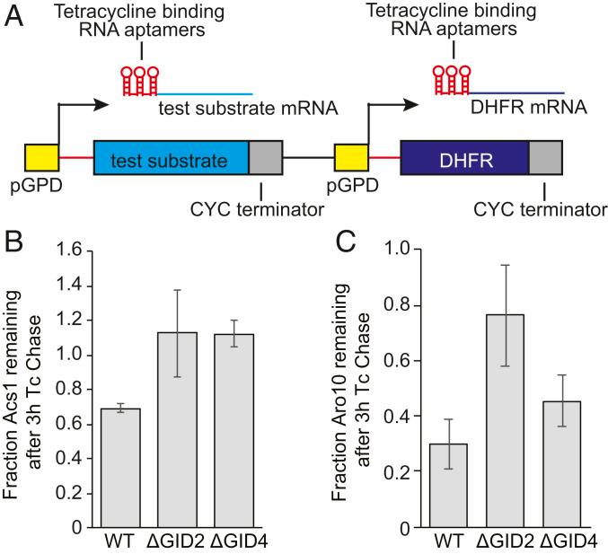 https://cdn.ncbi.nlm.nih.gov/pmc/blobs/02e9/7768684/4b62cdfdd4a9/pnas.2020197117fig05.jpg