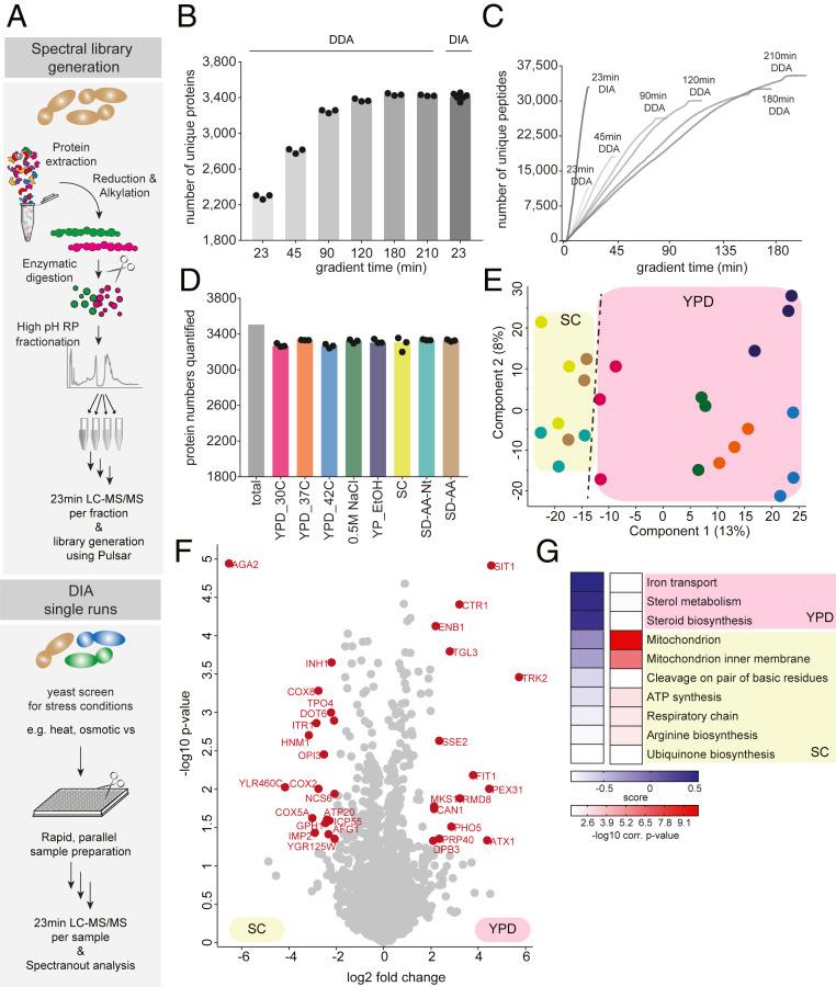 https://cdn.ncbi.nlm.nih.gov/pmc/blobs/02e9/7768684/c397a5783571/pnas.2020197117fig01.jpg