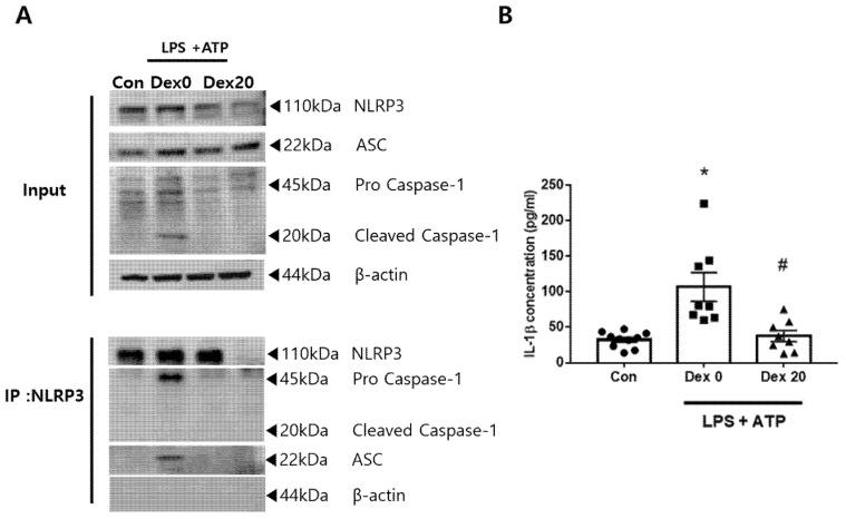 https://cdn.ncbi.nlm.nih.gov/pmc/blobs/02ea/9369249/c73d5e935779/ijms-23-08806-g008.jpg