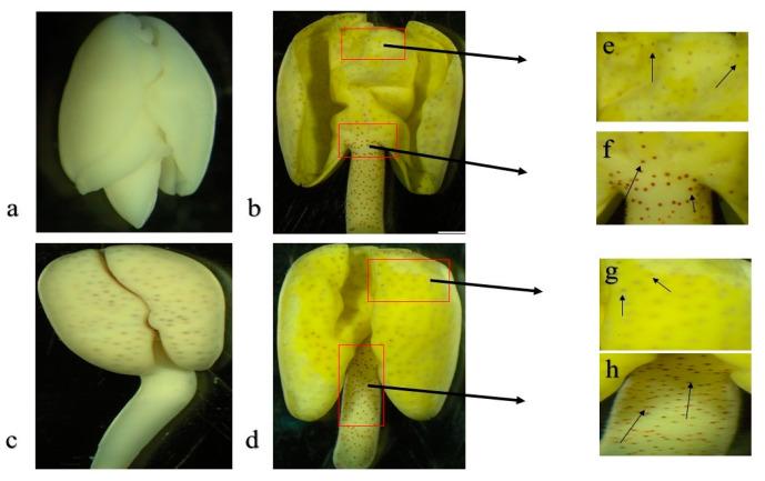 https://cdn.ncbi.nlm.nih.gov/pmc/blobs/02eb/7290383/bb1c41160984/genes-11-00472-g001.jpg