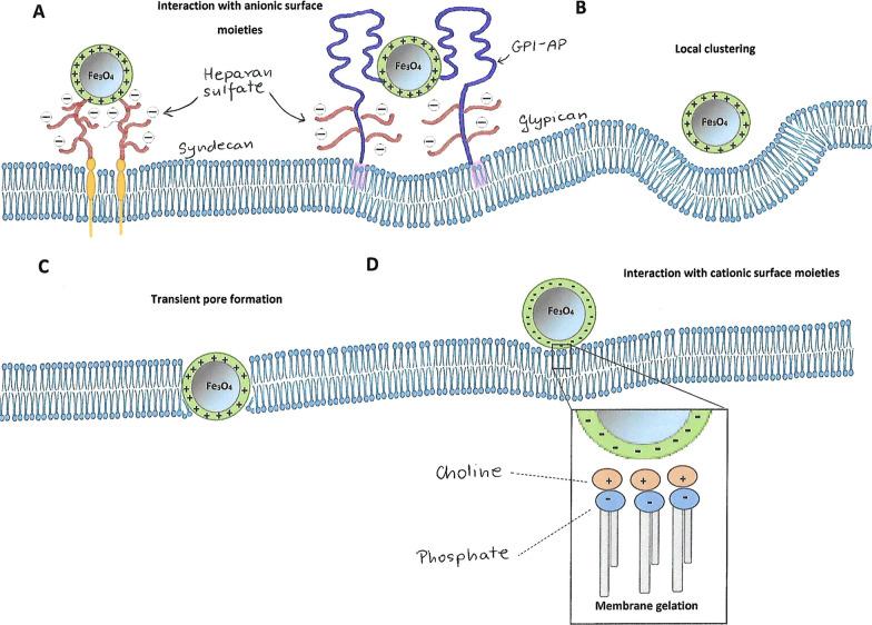 https://cdn.ncbi.nlm.nih.gov/pmc/blobs/02ee/9235206/31e2b60571e6/12951_2022_1510_Fig7_HTML.jpg