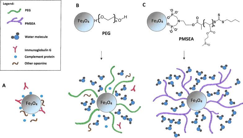 https://cdn.ncbi.nlm.nih.gov/pmc/blobs/02ee/9235206/8c16ab9b48c2/12951_2022_1510_Fig5_HTML.jpg