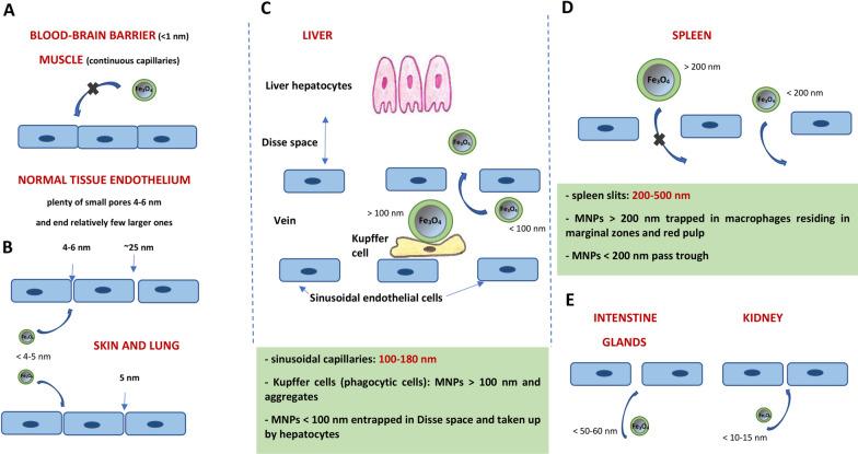 https://cdn.ncbi.nlm.nih.gov/pmc/blobs/02ee/9235206/e896cc48b6cc/12951_2022_1510_Fig3_HTML.jpg