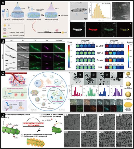 https://cdn.ncbi.nlm.nih.gov/pmc/blobs/02f1/12199438/341c879ca2e2/EXP2-5-20240182-g005.jpg