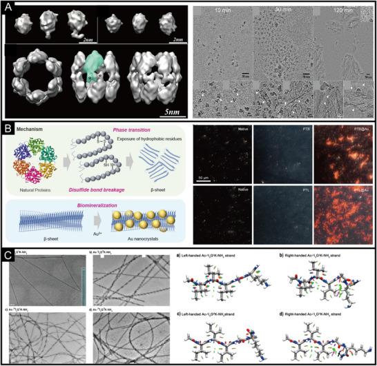 https://cdn.ncbi.nlm.nih.gov/pmc/blobs/02f1/12199438/816bf8ed1ccc/EXP2-5-20240182-g001.jpg