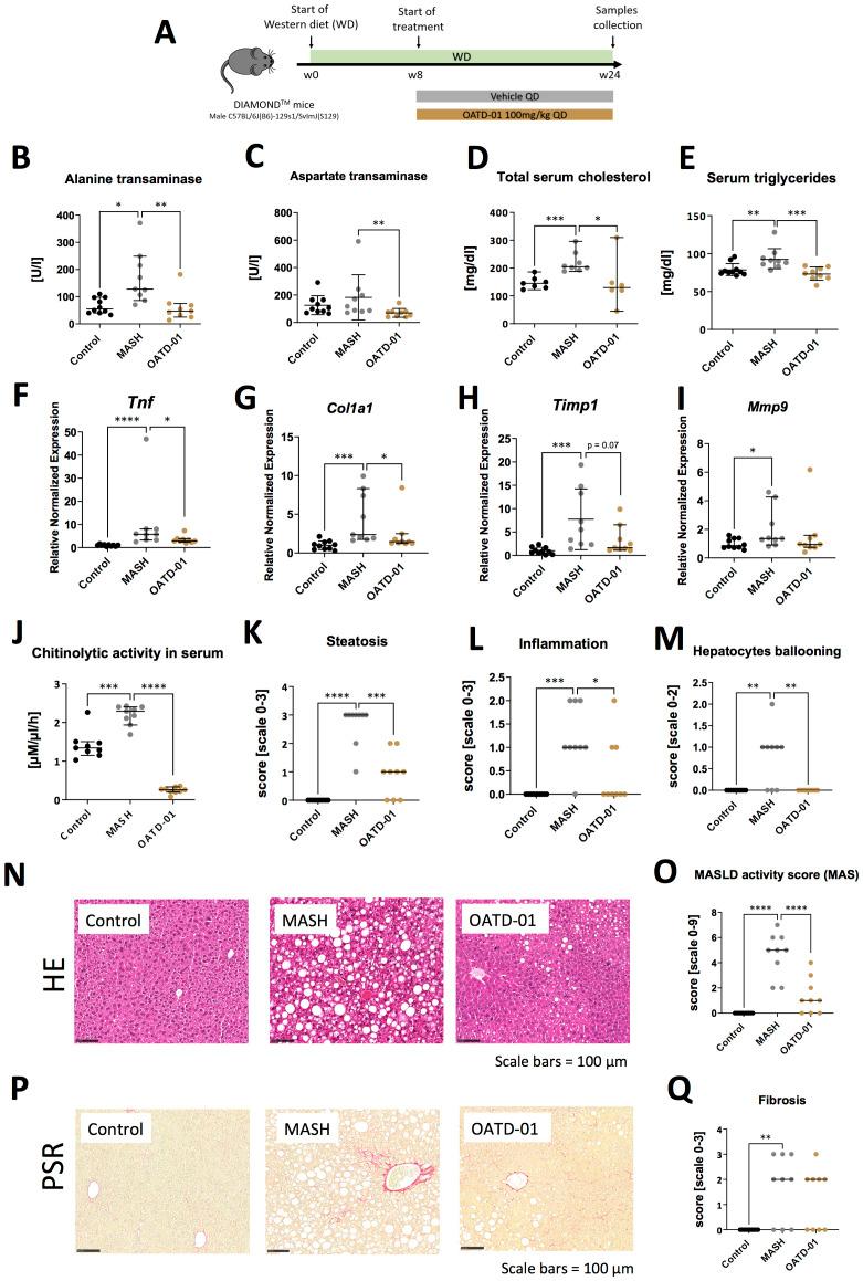 https://cdn.ncbi.nlm.nih.gov/pmc/blobs/02f4/12158736/cb6c94445240/fimmu-16-1544973-g002.jpg
