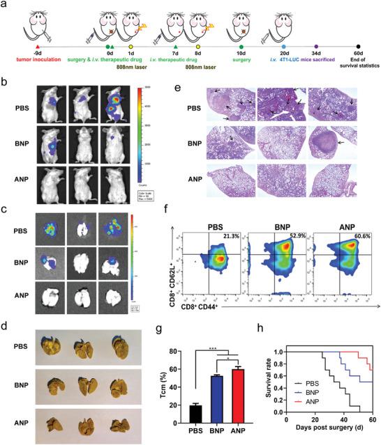 https://cdn.ncbi.nlm.nih.gov/pmc/blobs/02f5/10214253/1db4622f626e/ADVS-10-2207456-g006.jpg