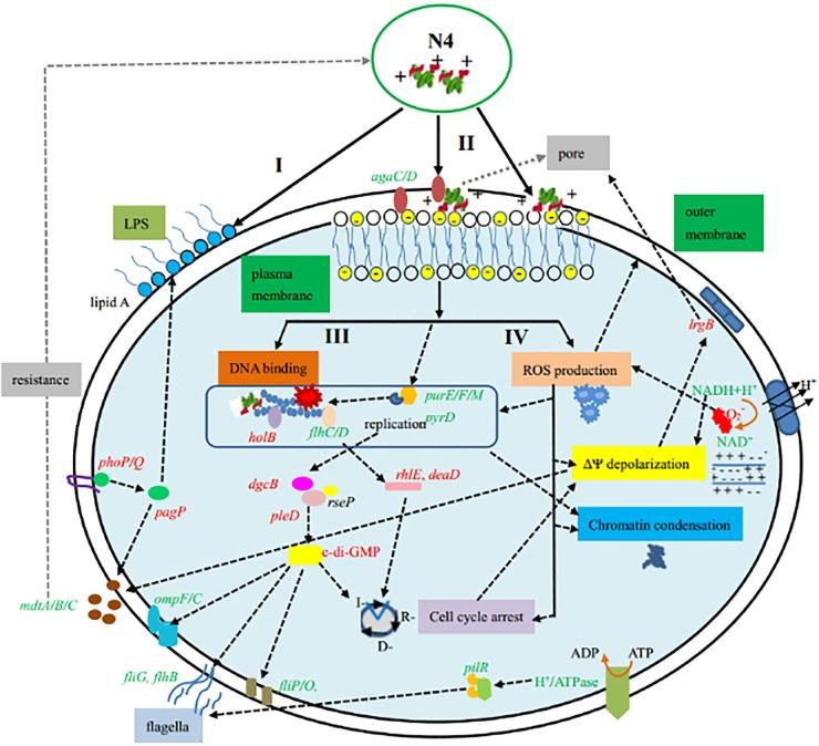 https://cdn.ncbi.nlm.nih.gov/pmc/blobs/02f6/5192121/af347df3fd8e/zac0011758050006.jpg