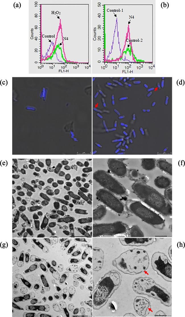 https://cdn.ncbi.nlm.nih.gov/pmc/blobs/02f6/5192121/b39957bbe50c/zac0011758050003.jpg
