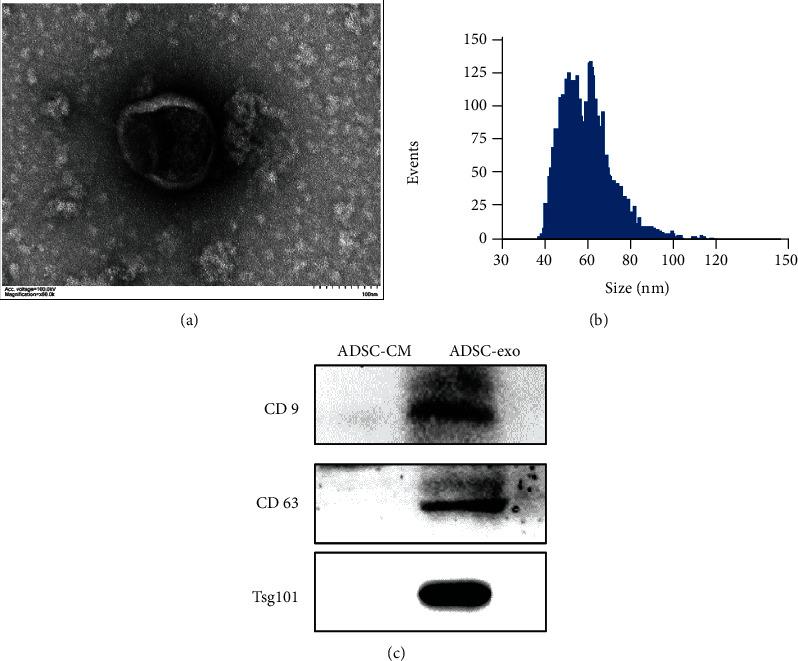https://cdn.ncbi.nlm.nih.gov/pmc/blobs/02f7/8536463/ad32b85fb09f/SCI2021-2229477.002.jpg
