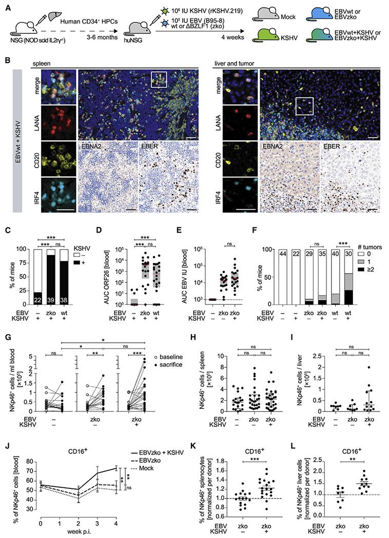 https://cdn.ncbi.nlm.nih.gov/pmc/blobs/02fc/10285879/041c03c00517/nihms-1899420-f0001.jpg