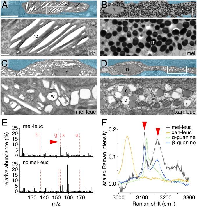 https://cdn.ncbi.nlm.nih.gov/pmc/blobs/0302/6575160/1c3ffe3d4d34/pnas.1901021116fig03.jpg