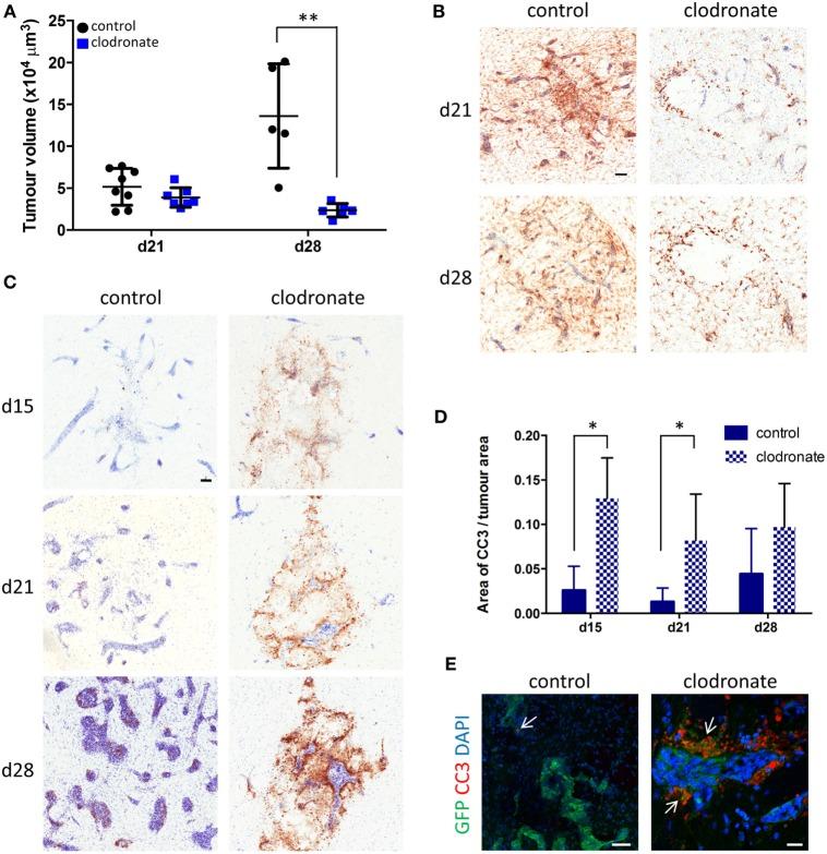 https://cdn.ncbi.nlm.nih.gov/pmc/blobs/0306/5670100/085d25a57732/fonc-07-00251-g007.jpg