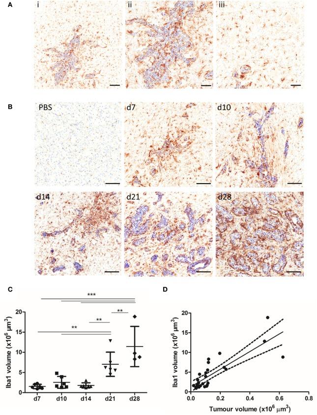 https://cdn.ncbi.nlm.nih.gov/pmc/blobs/0306/5670100/0c1d0033d40a/fonc-07-00251-g001.jpg