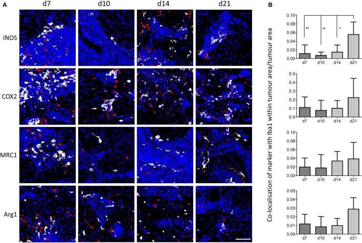 https://cdn.ncbi.nlm.nih.gov/pmc/blobs/0306/5670100/8e9dfc337272/fonc-07-00251-g003.jpg