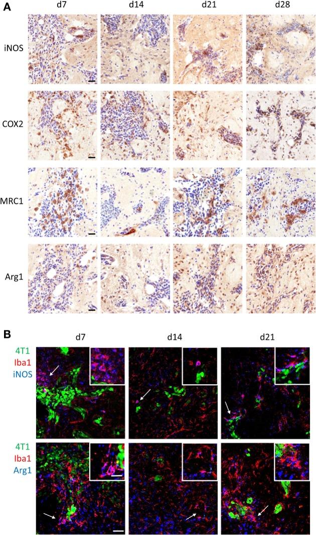 https://cdn.ncbi.nlm.nih.gov/pmc/blobs/0306/5670100/da2bcd95c9ab/fonc-07-00251-g002.jpg