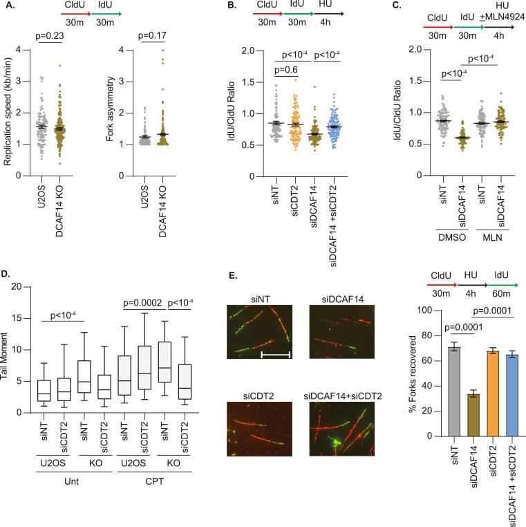 https://cdn.ncbi.nlm.nih.gov/pmc/blobs/0308/10631547/43f22c0fe1f9/LSA-2023-02230_Fig4.jpg