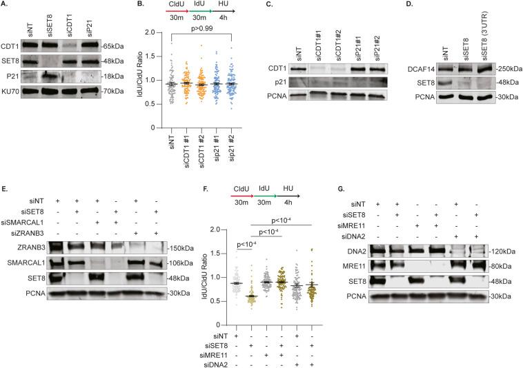 https://cdn.ncbi.nlm.nih.gov/pmc/blobs/0308/10631547/563df6cdf813/LSA-2023-02230_FigS4.jpg