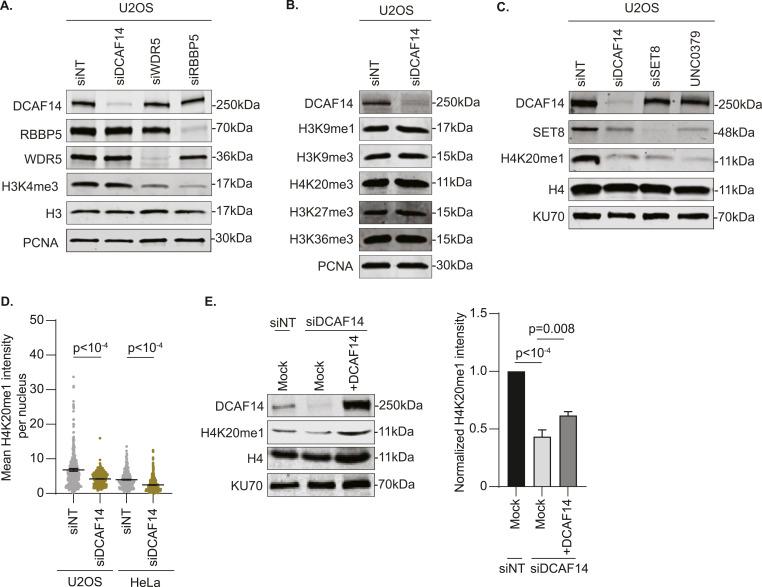 https://cdn.ncbi.nlm.nih.gov/pmc/blobs/0308/10631547/9ab3f1037988/LSA-2023-02230_Fig1.jpg