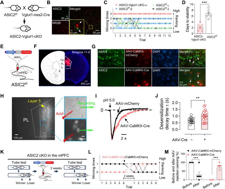 https://cdn.ncbi.nlm.nih.gov/pmc/blobs/0313/11506137/0f86680df53e/sciadv.adn7573-f8.jpg