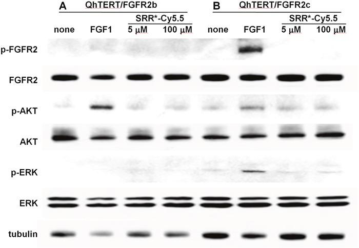 https://cdn.ncbi.nlm.nih.gov/pmc/blobs/0313/5675618/edfe6e09b34e/oncotarget-08-87095-g005.jpg