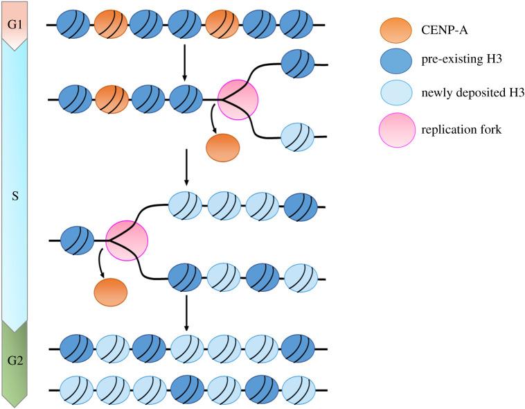 https://cdn.ncbi.nlm.nih.gov/pmc/blobs/0316/8424319/470028bf9570/rsob210189f04.jpg