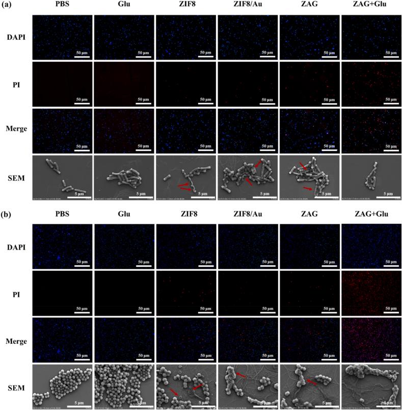 https://cdn.ncbi.nlm.nih.gov/pmc/blobs/031d/8965166/946f95c05b40/gr7.jpg