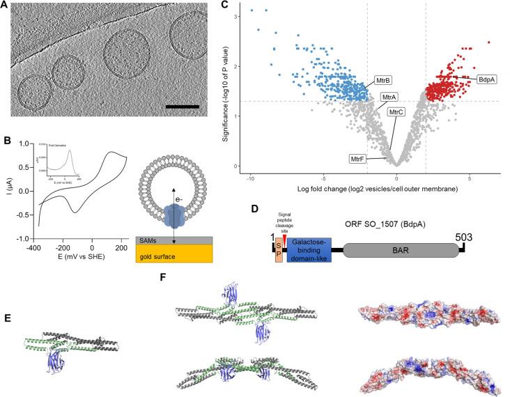 https://cdn.ncbi.nlm.nih.gov/pmc/blobs/031f/8687657/5f41a6736c54/elife-60049-fig1.jpg