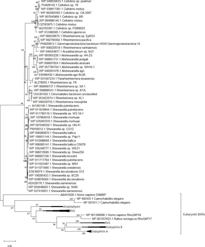 https://cdn.ncbi.nlm.nih.gov/pmc/blobs/031f/8687657/91bbbc9cbc72/elife-60049-fig5-figsupp1.jpg
